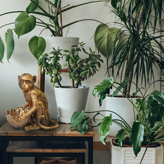 Indoor Plant Maintenance