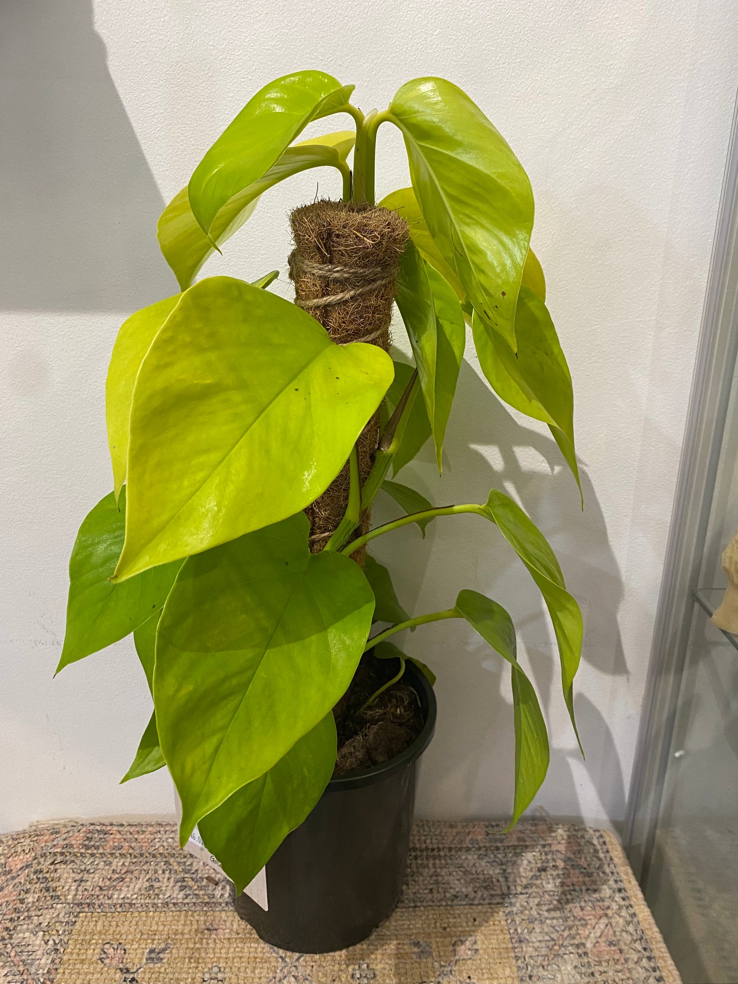 Epipremnum aureum Goldilocks