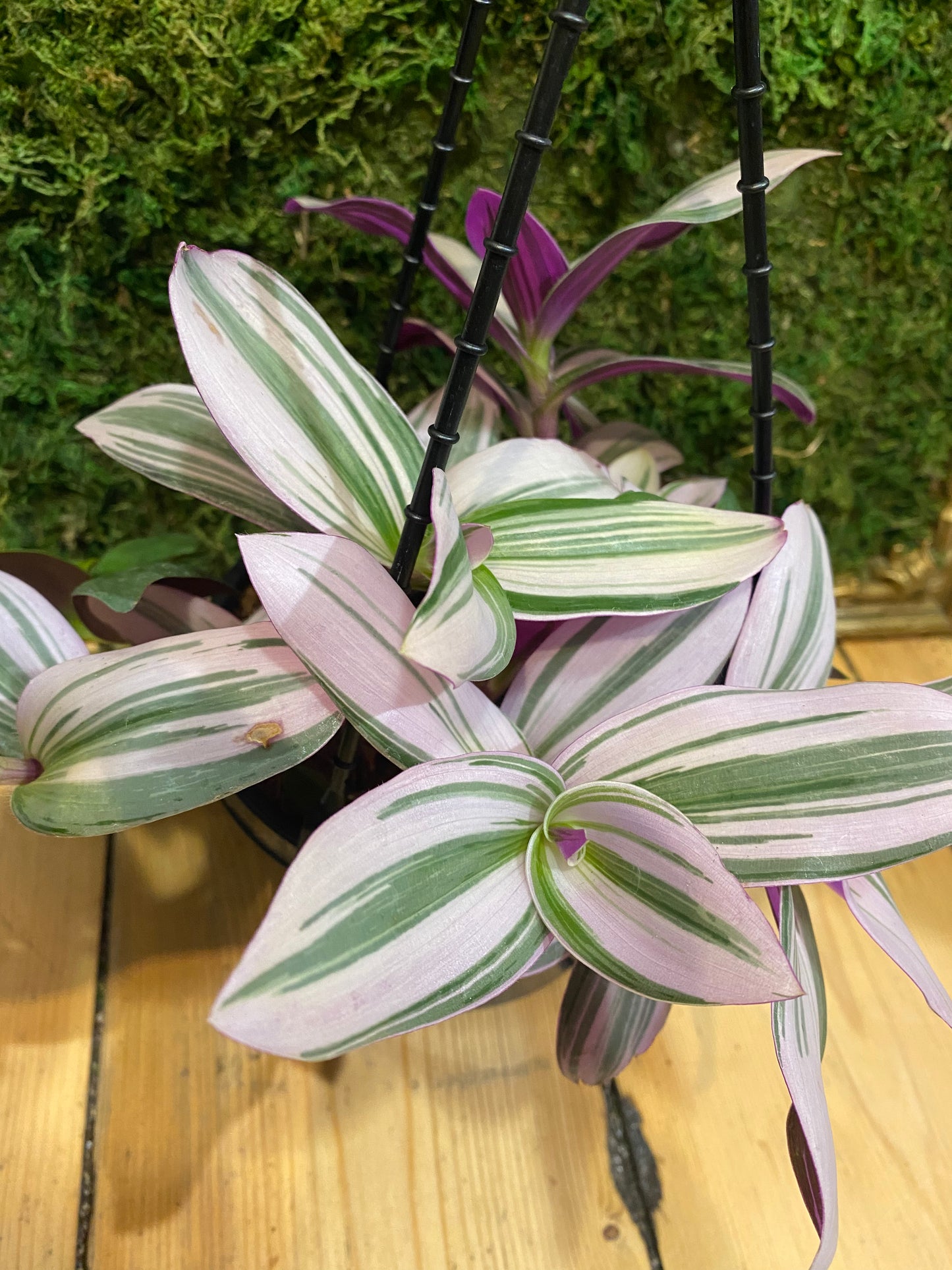 Tradescantia albiflora ‘Nanouk’