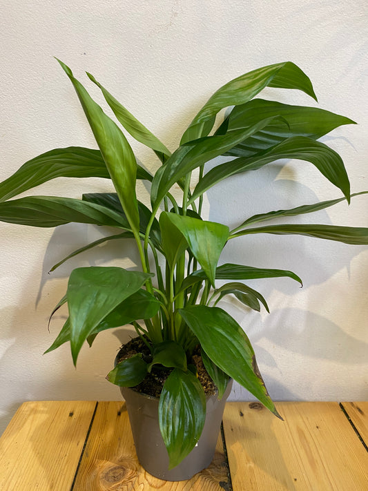 Spathiphyllum ‘Peace Lily’