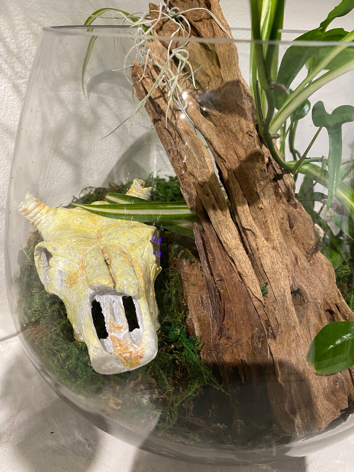 Buffalo Bones Terrarium