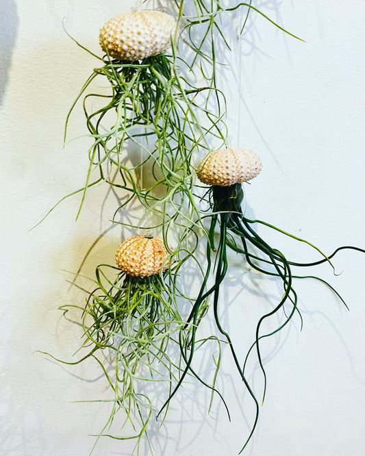 Air plant Jellyfish