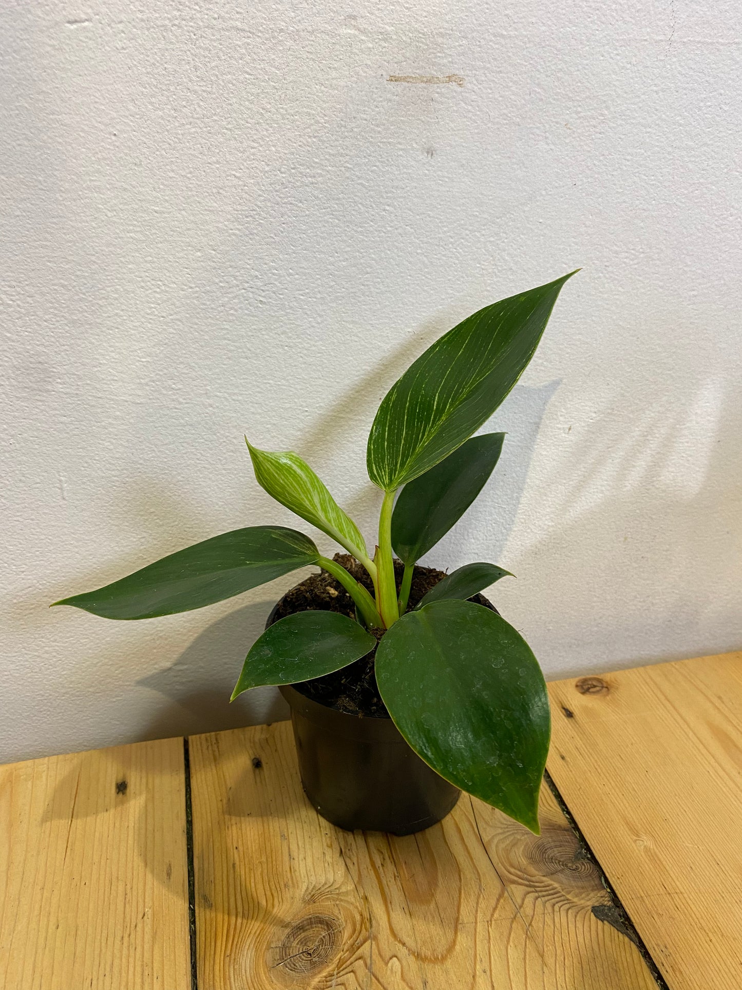 Philodendron Birken 120mm