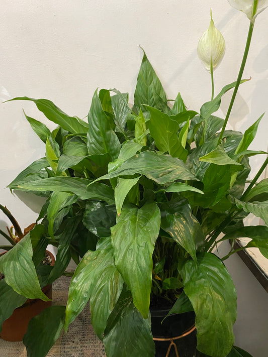 Spathiphyllum ‘Peace Lily’