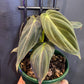 Philodendron melanochrysum