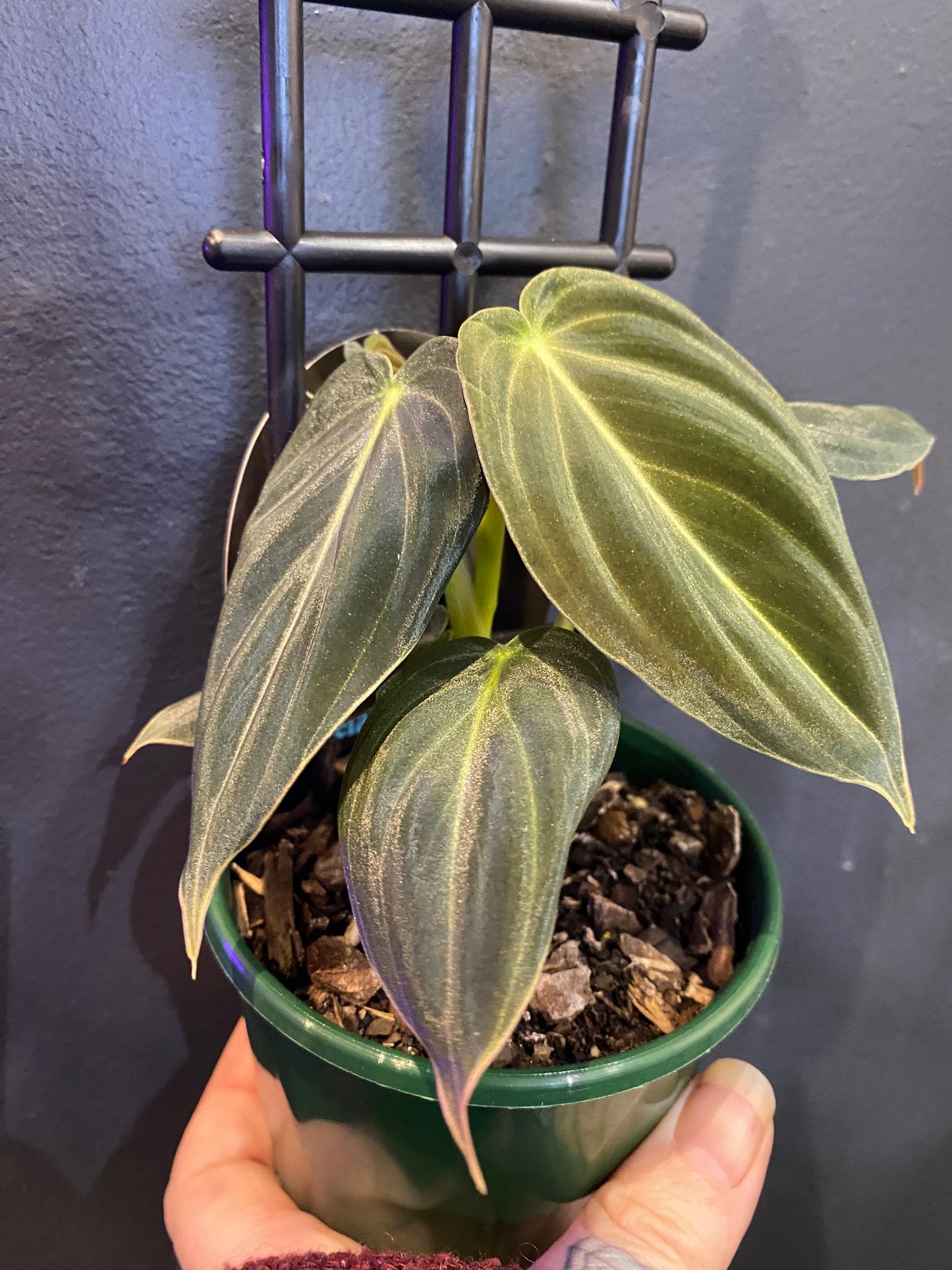 Philodendron melanochrysum