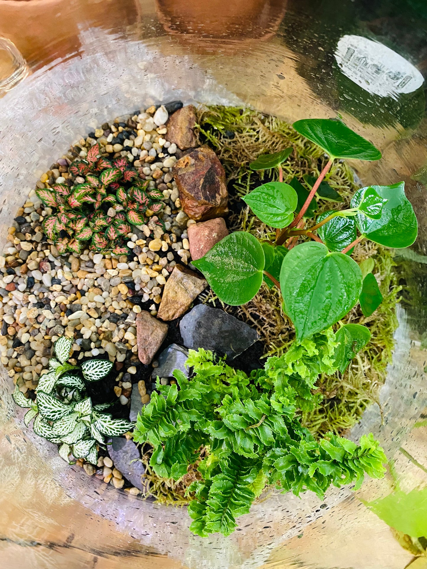 Terrarium Rebuilds