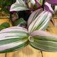 Tradescantia albiflora ‘Nanouk’