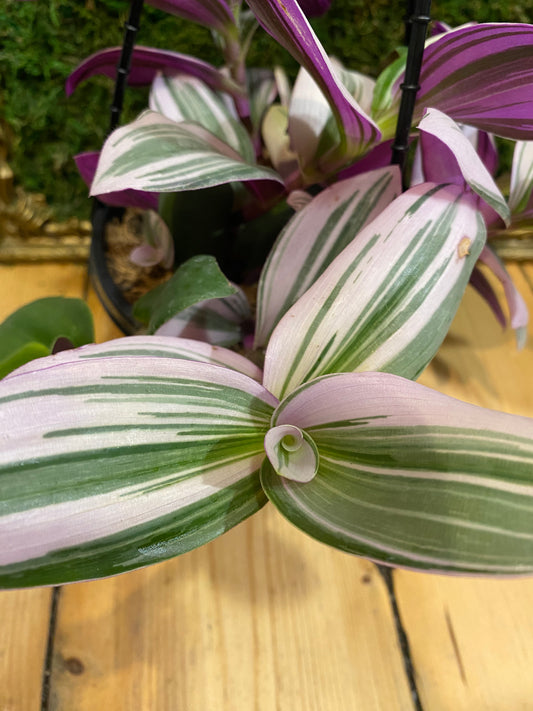 Tradescantia albiflora ‘Nanouk’