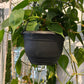 Philodendron heart leaf basket (large)