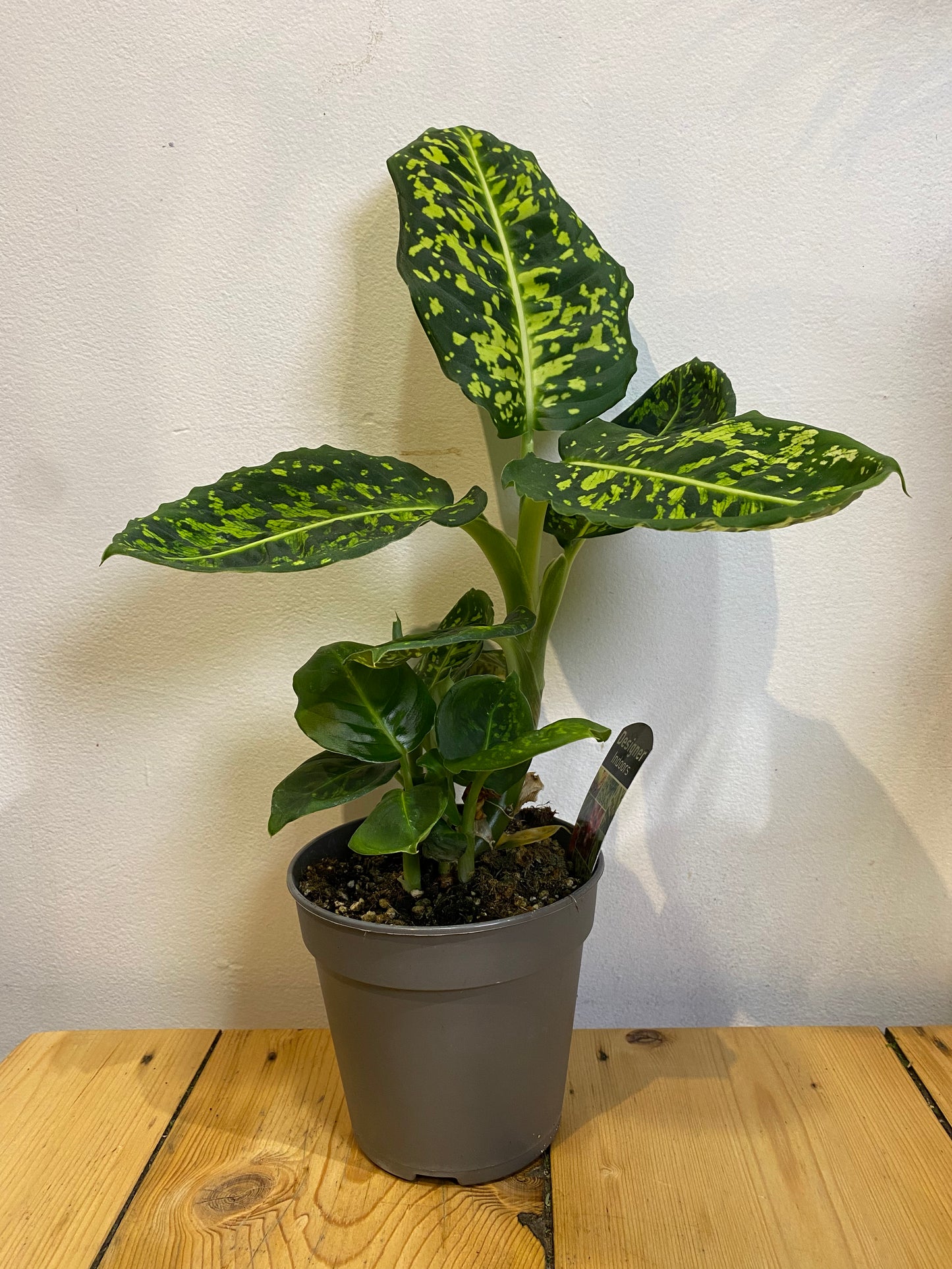 Reflector Dieffenbachia 90mm pot