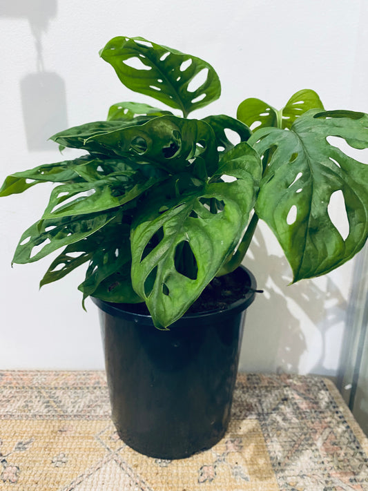 Monstera adansonii monkey mask