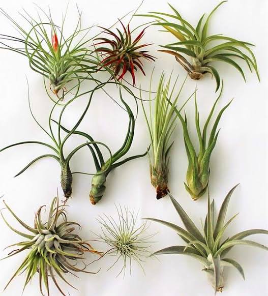 Air Plants Tillandsia