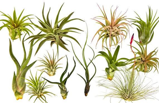 Air Plants Tillandsia