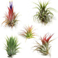 Air Plants Tillandsia