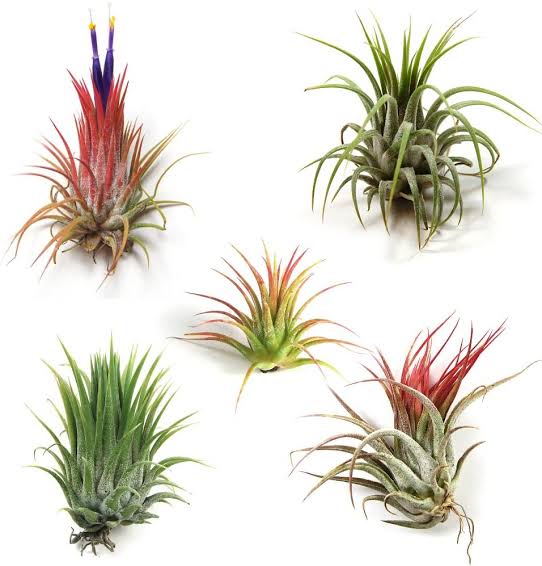 Air Plants Tillandsia