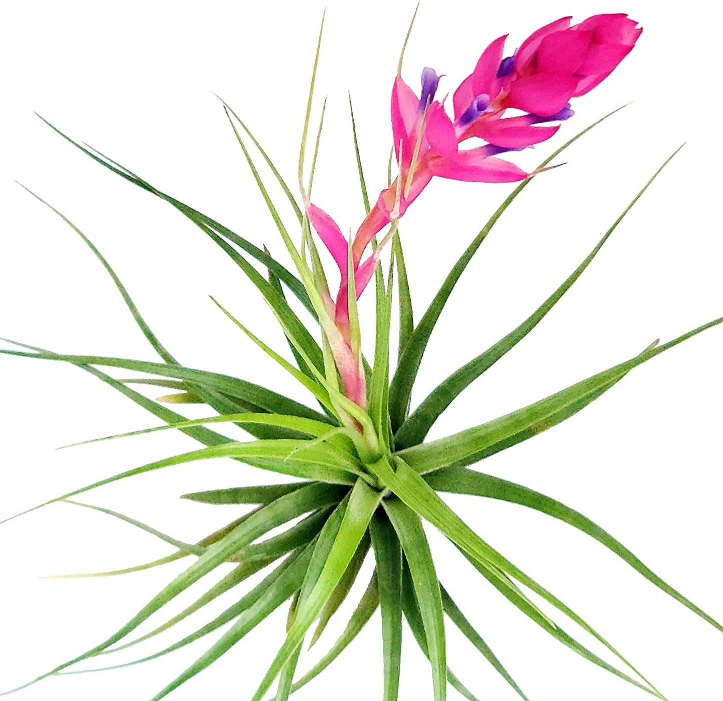 Air Plants Tillandsia