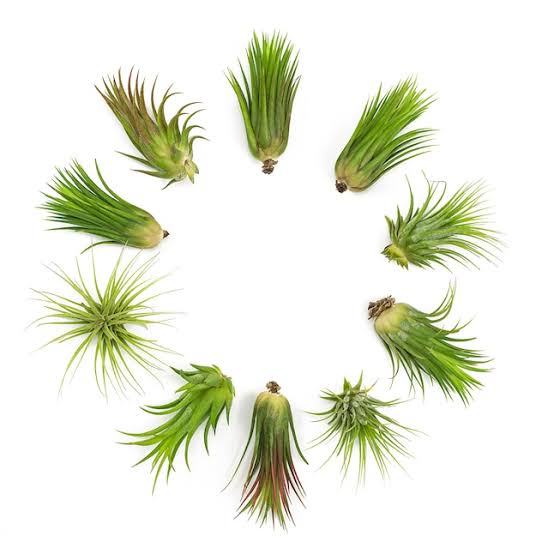 Air Plants Tillandsia