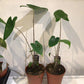 Alocasia zebrina