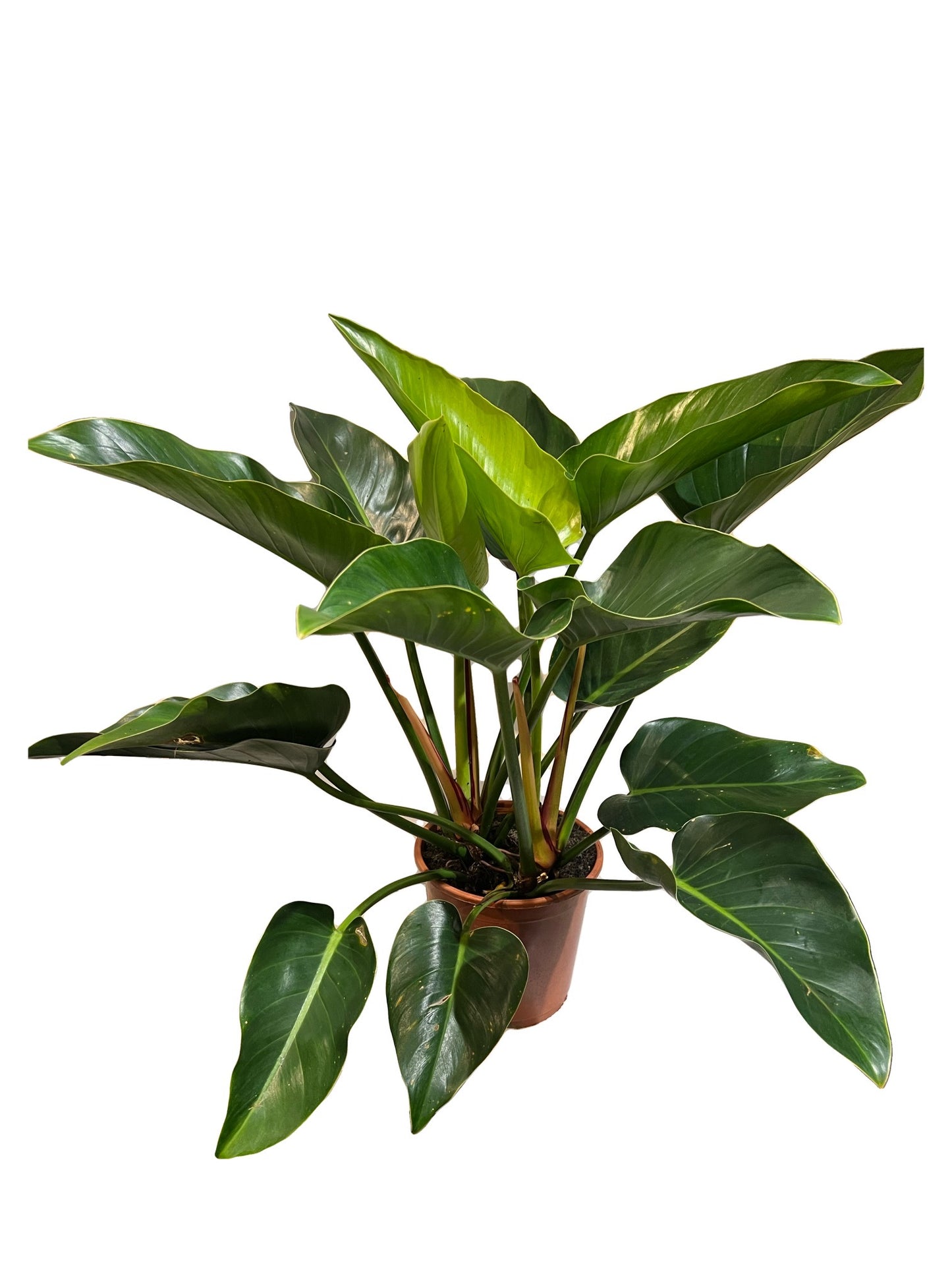 Philodendron Rojo Congo Large 240mm pot