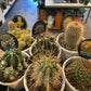 Cactus 13cm pot