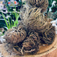 Rose of Jericho