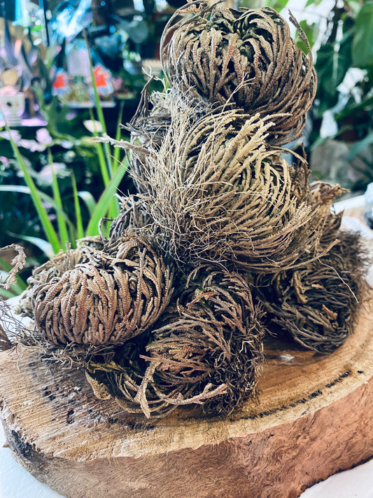 Rose of Jericho