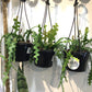 Rhipsalis zigzag plant