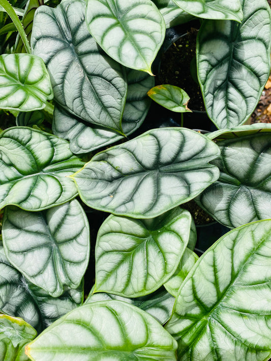 Alocasia silver dragon 120mm pot