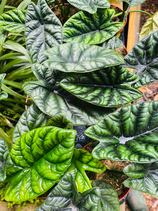 Alocasia sinuata 120mm pot