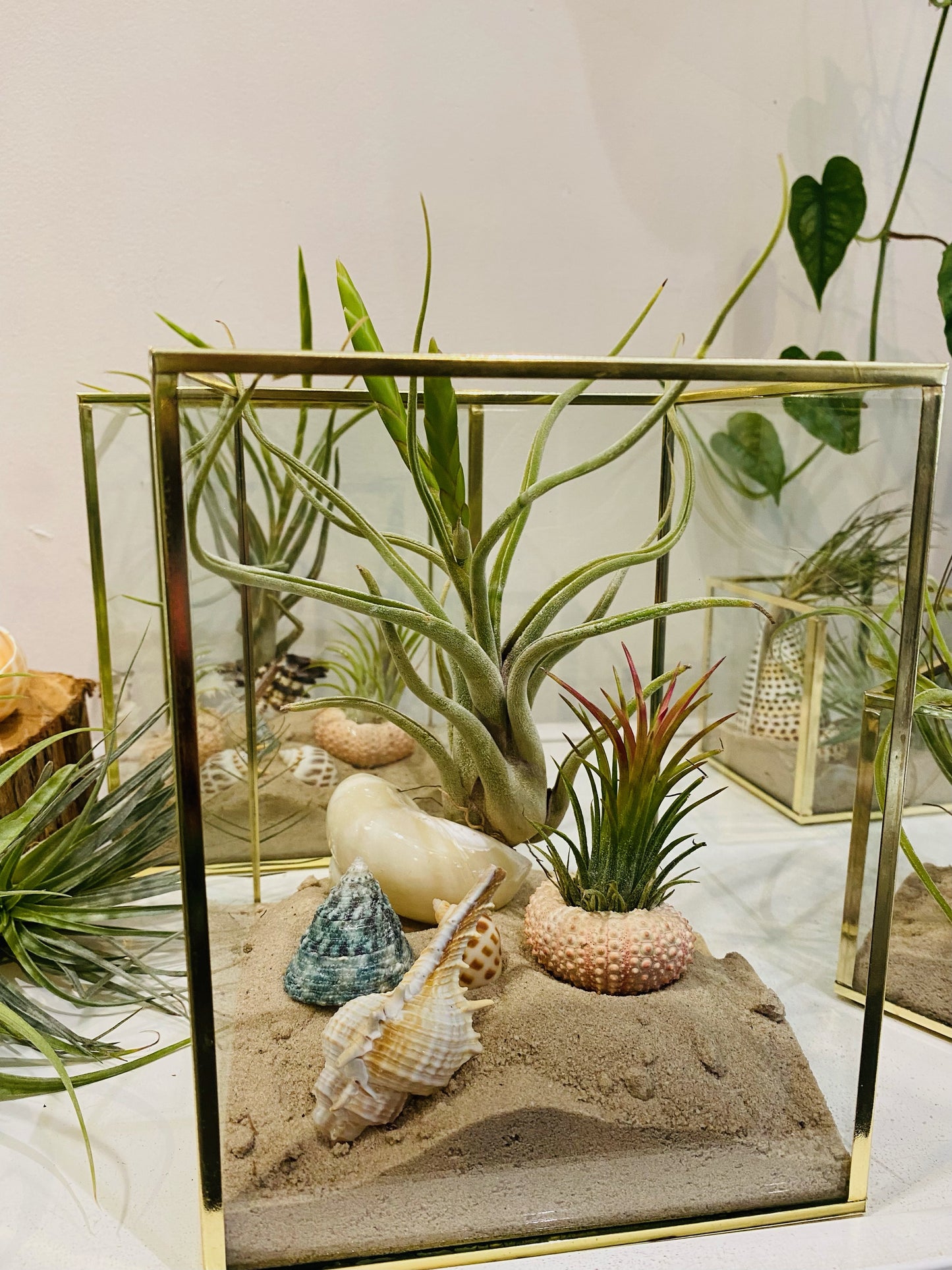 Seascape Air Plants.