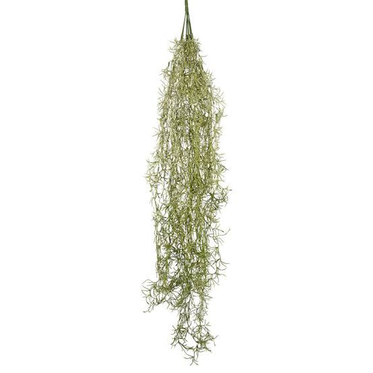 Spanish Moss T.Usneoides