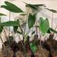 Alocasia zebrina