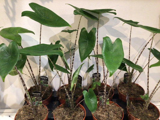 Alocasia zebrina