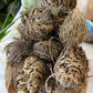 Rose of Jericho