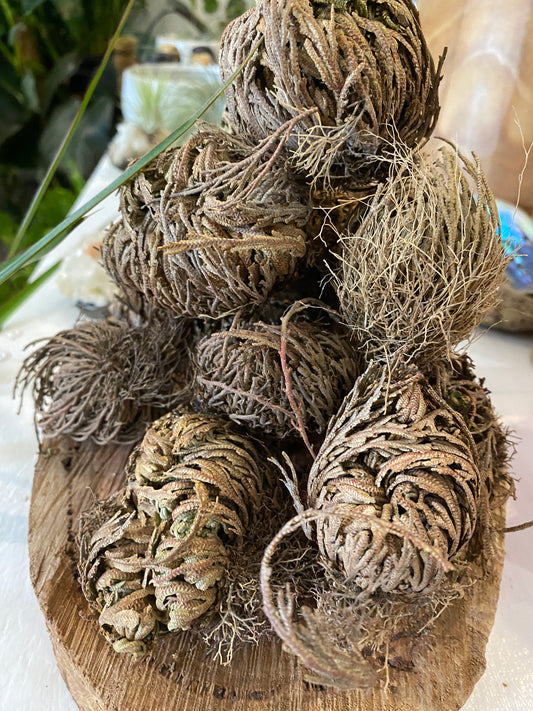 Rose of Jericho