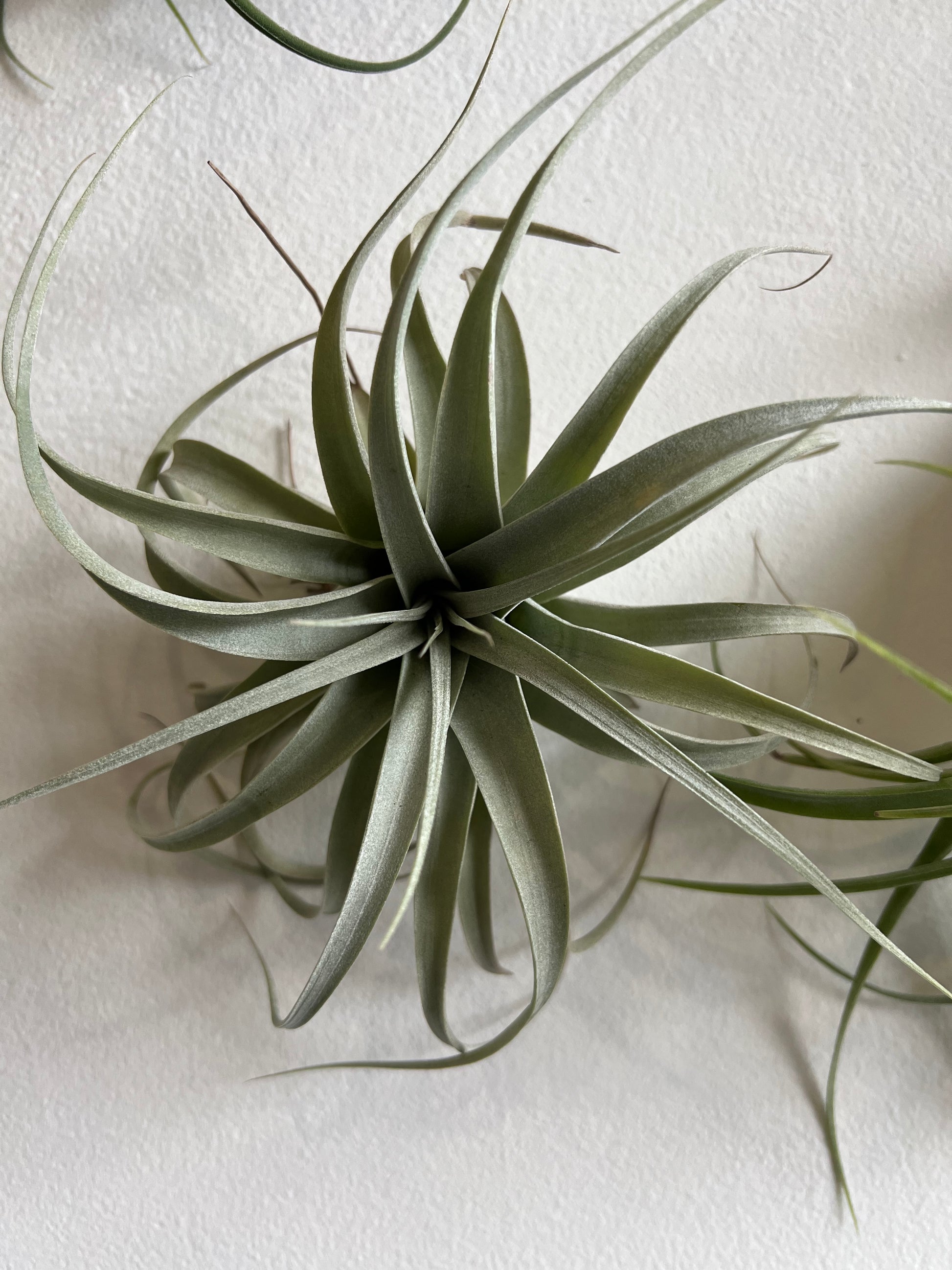 xl air plant Tillandsia Air plant XL – where-the-wild-things-grow-4e0b