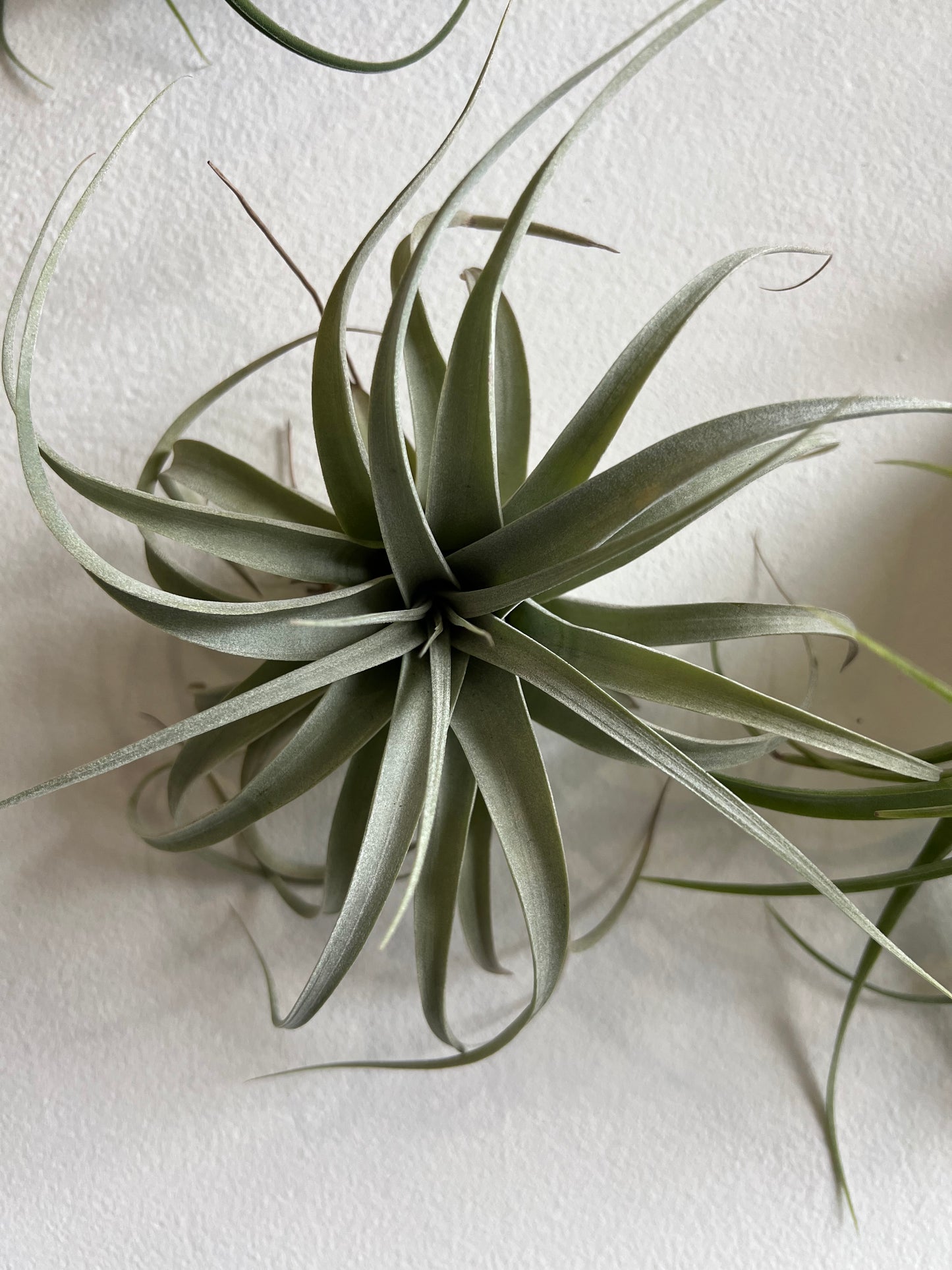 Tillandsia Air plant XL