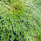 Rose of Jericho