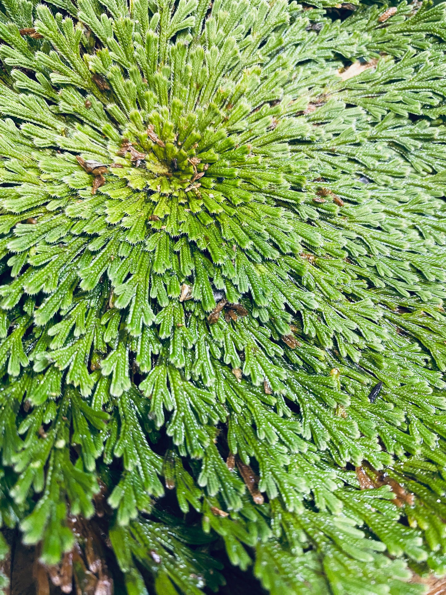 Rose of Jericho