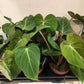 Philodendron Gloriosum 120mm Pot