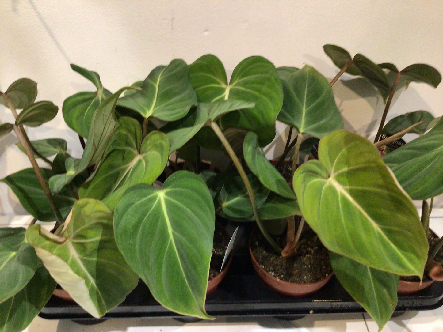 Philodendron Gloriosum 120mm Pot