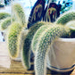 Monkey Tail Cactus