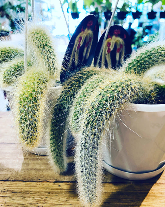 Monkey Tail Cactus