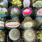 Mini cactus.