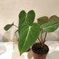 Philodendron Gloriosum 120mm Pot