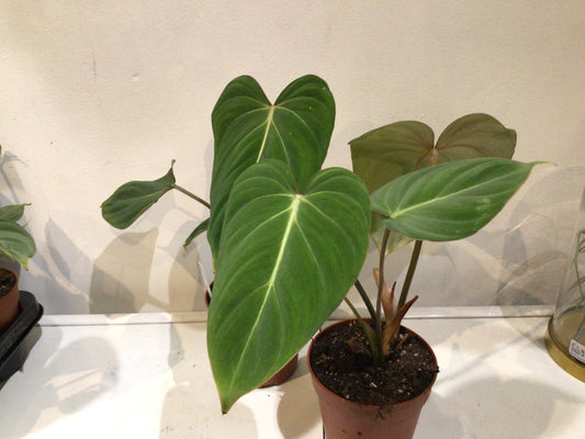 Philodendron Gloriosum 120mm Pot