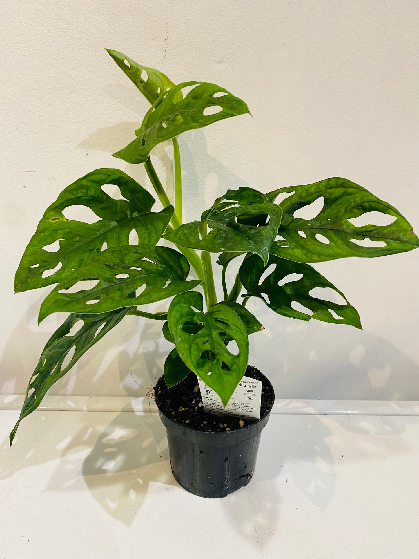 Monstera adansonii monkey mask