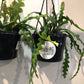 Rhipsalis zigzag plant