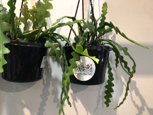 Rhipsalis zigzag plant